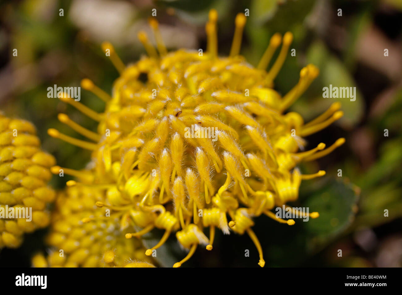 Yellow flower of Grey tree pincushion plant (Leucospermum