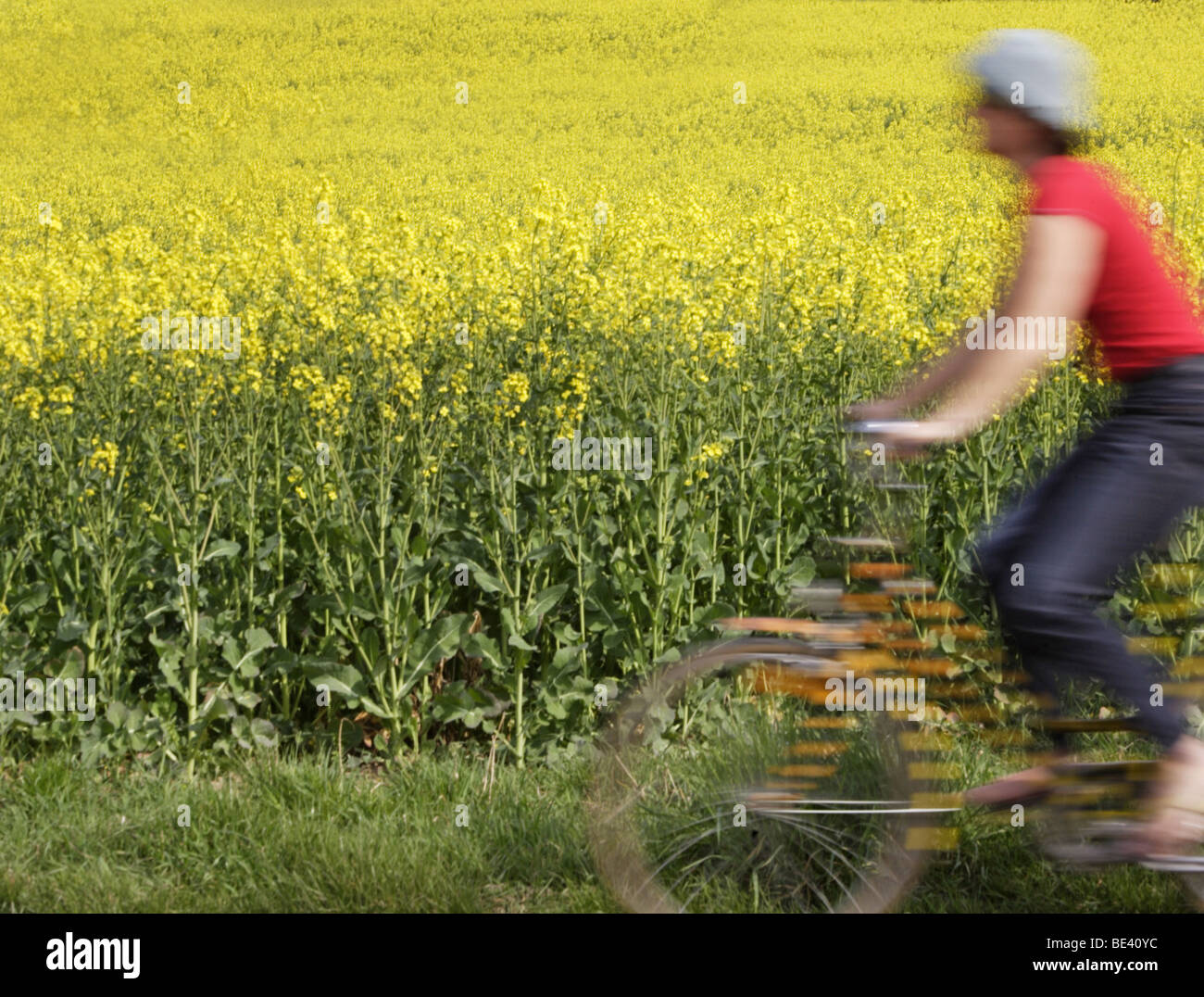 Radfahrerin faehrt an einem Rapsfeld vorbei Stock Photo