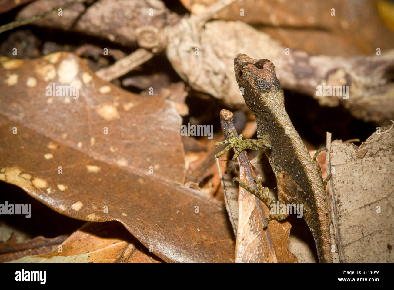 Anolis humilis hi-res stock photography and images - Alamy