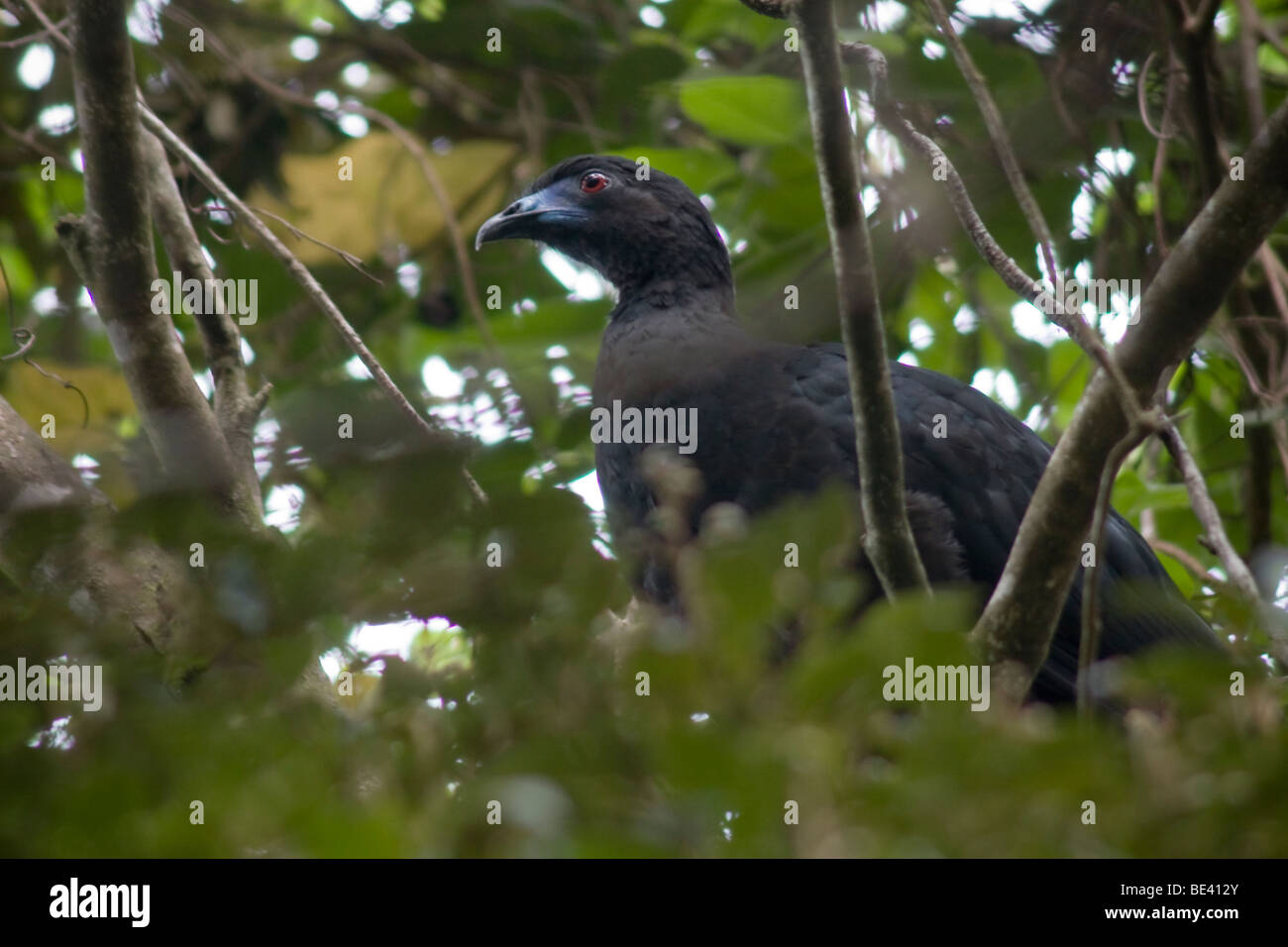 Black guan, Chamaepetes unicolor, in a tree. Photographed in Costa Rica. Stock Photo