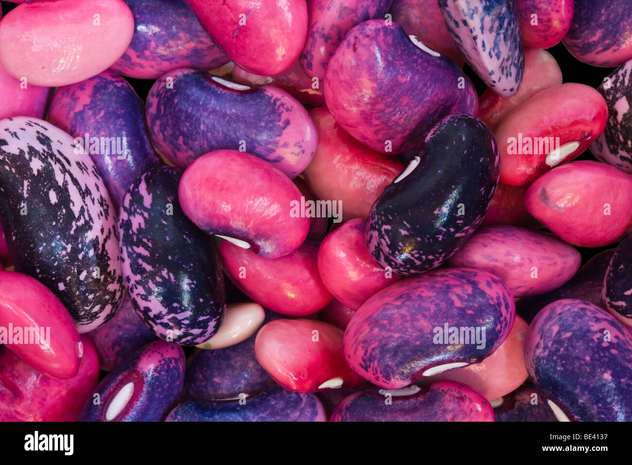 Close Up Image of Fresh Pink Red and Purple Runner Beans From the Pod