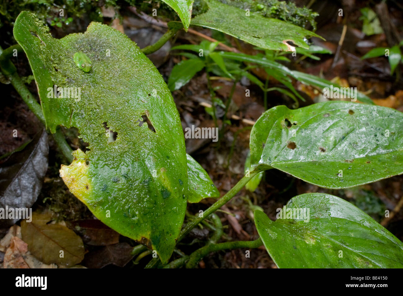 Spiny cochran "glass frog" (Cochranella spinosa). Glass frogs have