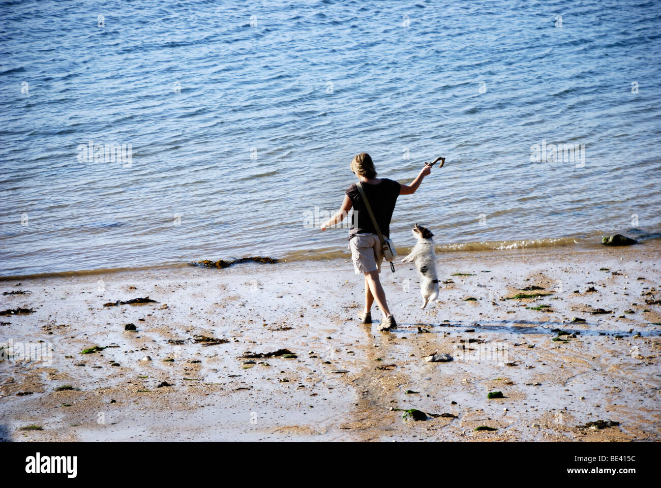 Woman throws stick for dog on a beach Stock Photo Alamy