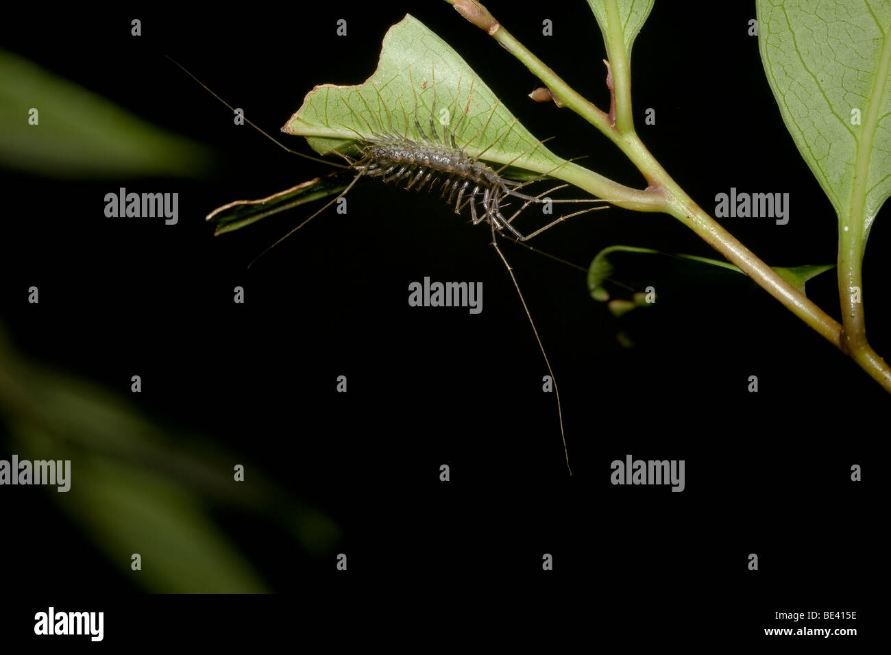 Cave centipede, order Scutigeromorpha. Photographed in the mountains of
