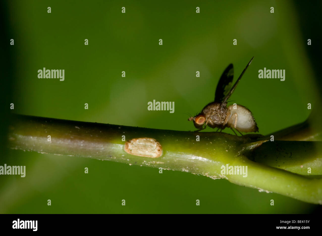Fruit fly, family Tephritidae, order Diptera. Photographed in Costa Rica Stock Photo Alamy