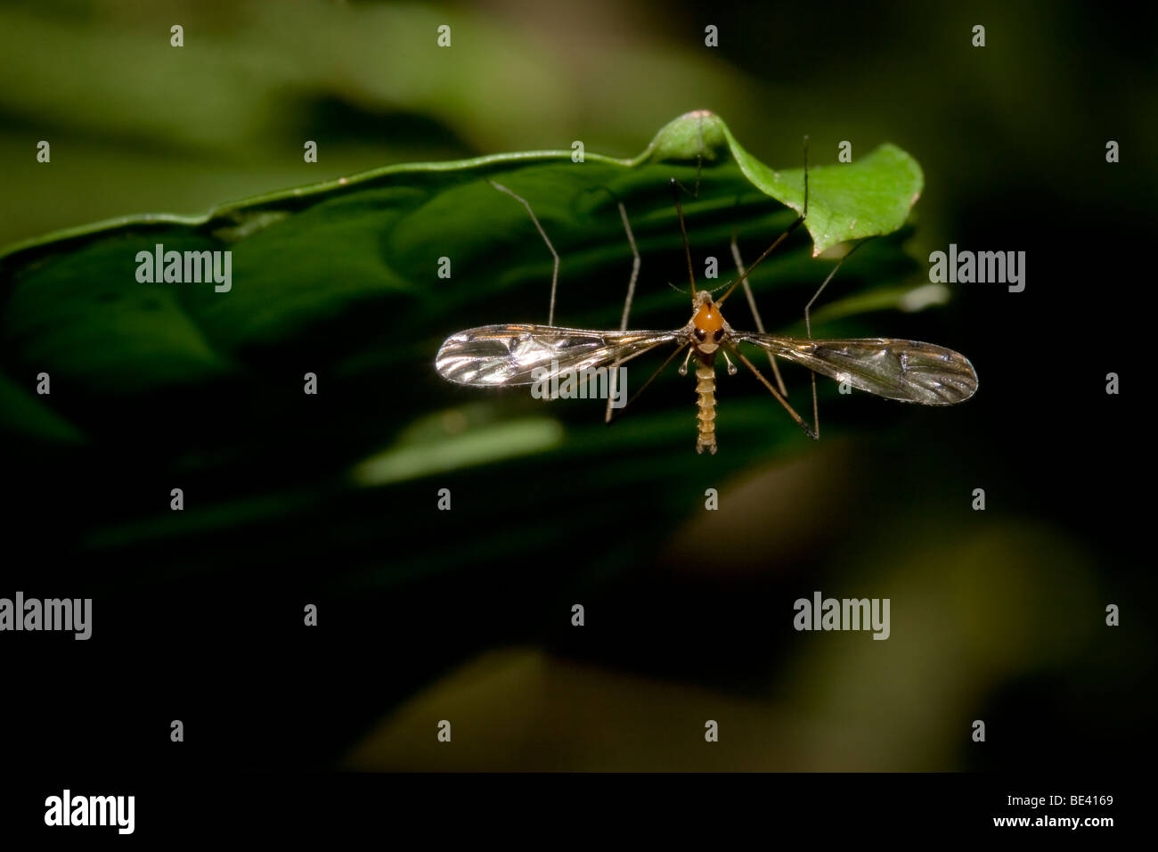 Crane fly, family Tipulidae, order Diptera. Photographed in Costa Rica. Stock Photo