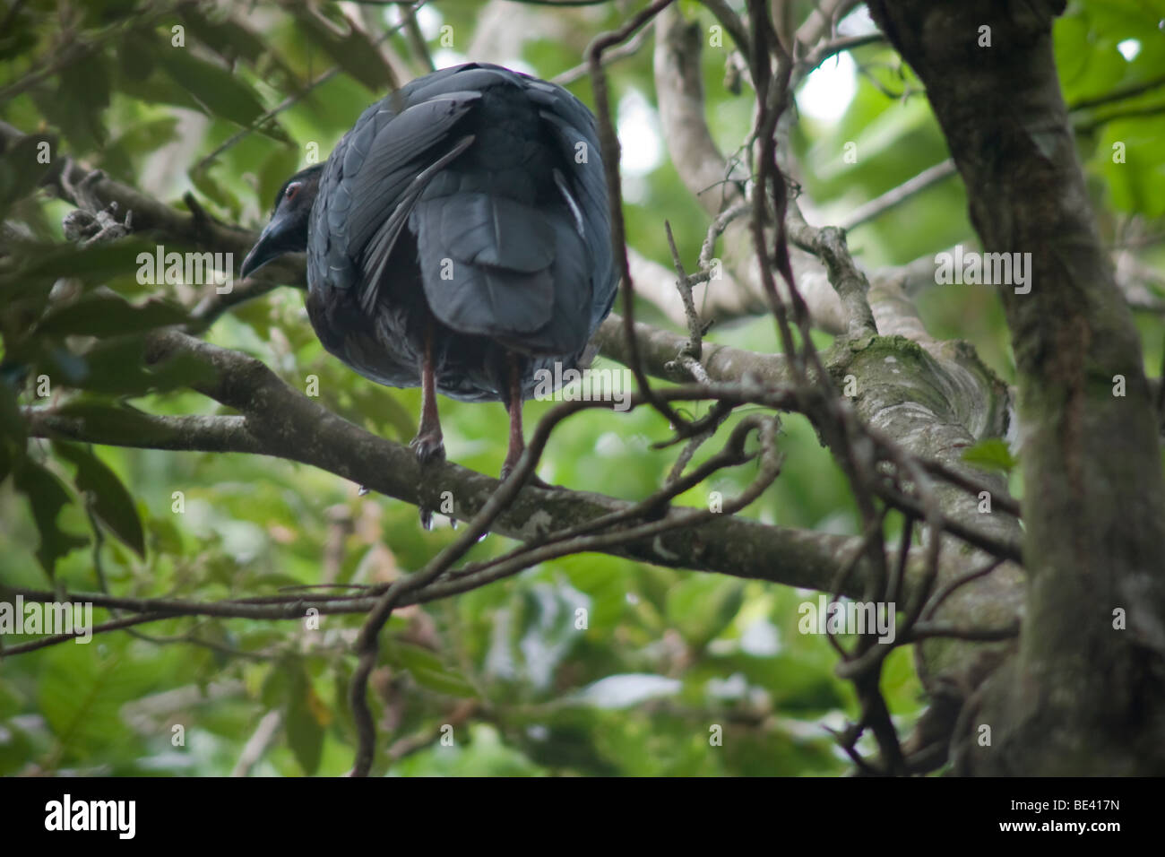 Black guan, Chamaepetes unicolor, in a tree. Photographed in Costa Rica. Stock Photo