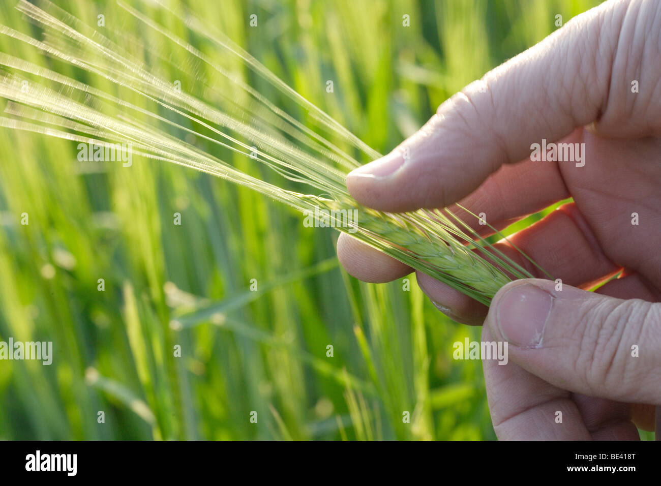 Wissenschaftler prueft Weizen . Heidelberg Stock Photo
