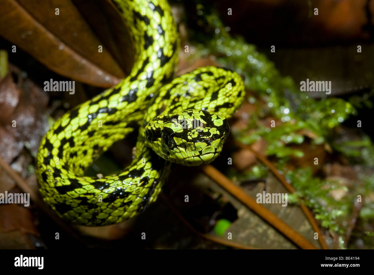 A juvenile black-speckled palm pit viper (Bothriechis nigroviridis) in the  cloud forests of Monteverde, Costa Rica Stock Photo - Alamy