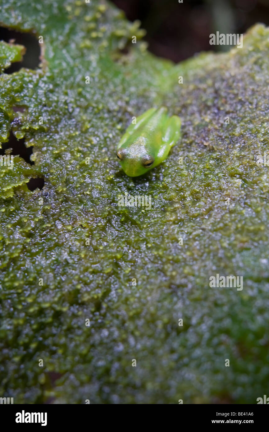 Spiny cochran "glass frog" (Cochranella spinosa). Glass frogs have