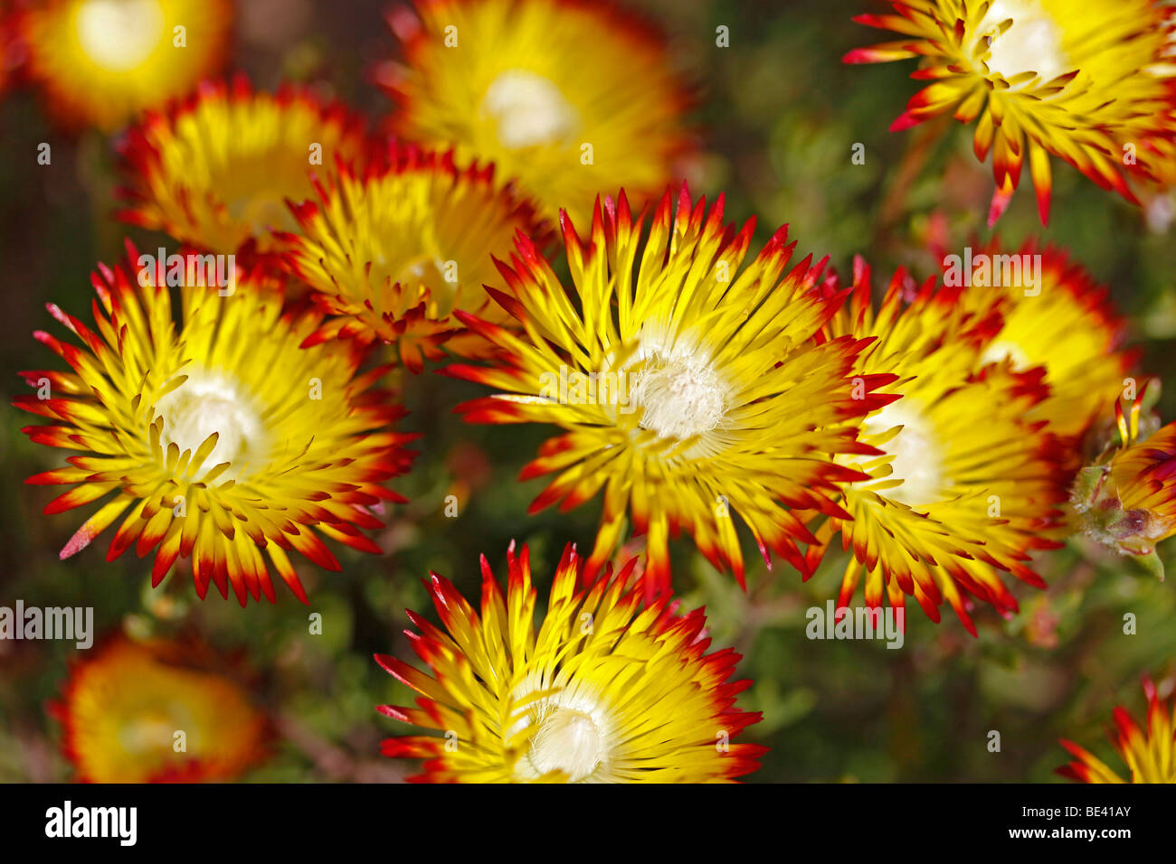 Yellow and red flowers of bicolor Vygie (Drosanthemum). Stock Photo