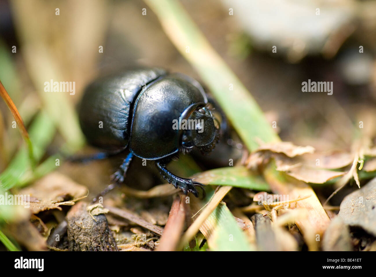 Black Ground Beetle Stock Photo