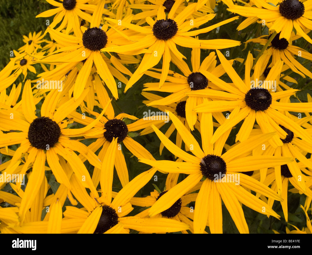 Deep golden flower heads with dark centres Rudbeckia Goldstrum (fulgida sullivanti) on sale in a garden centre Stock Photo