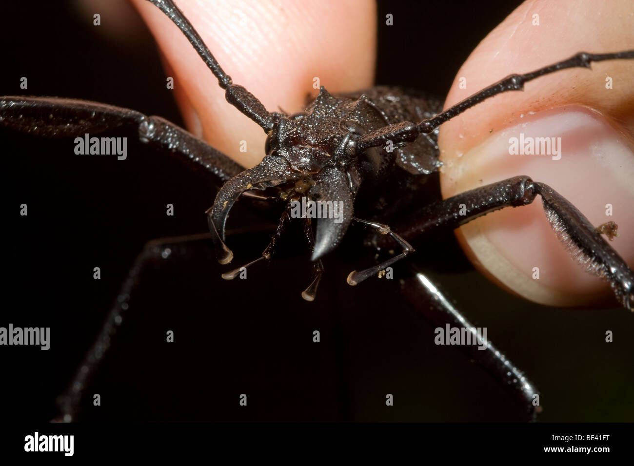 A large longhorned woodboring beetle, family Cerambycidae, in the