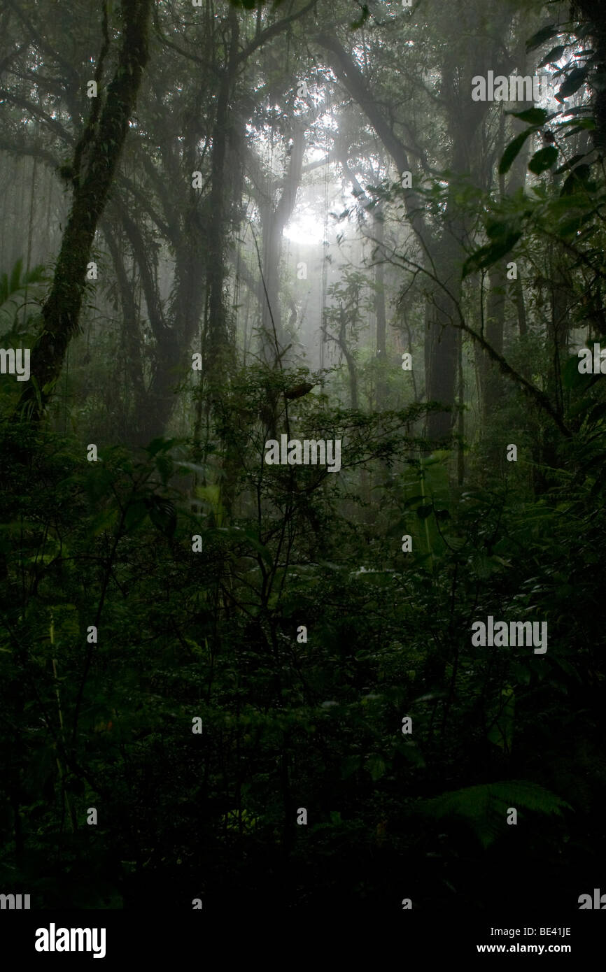 Dense tropical rain forests hi-res stock photography and images - Alamy