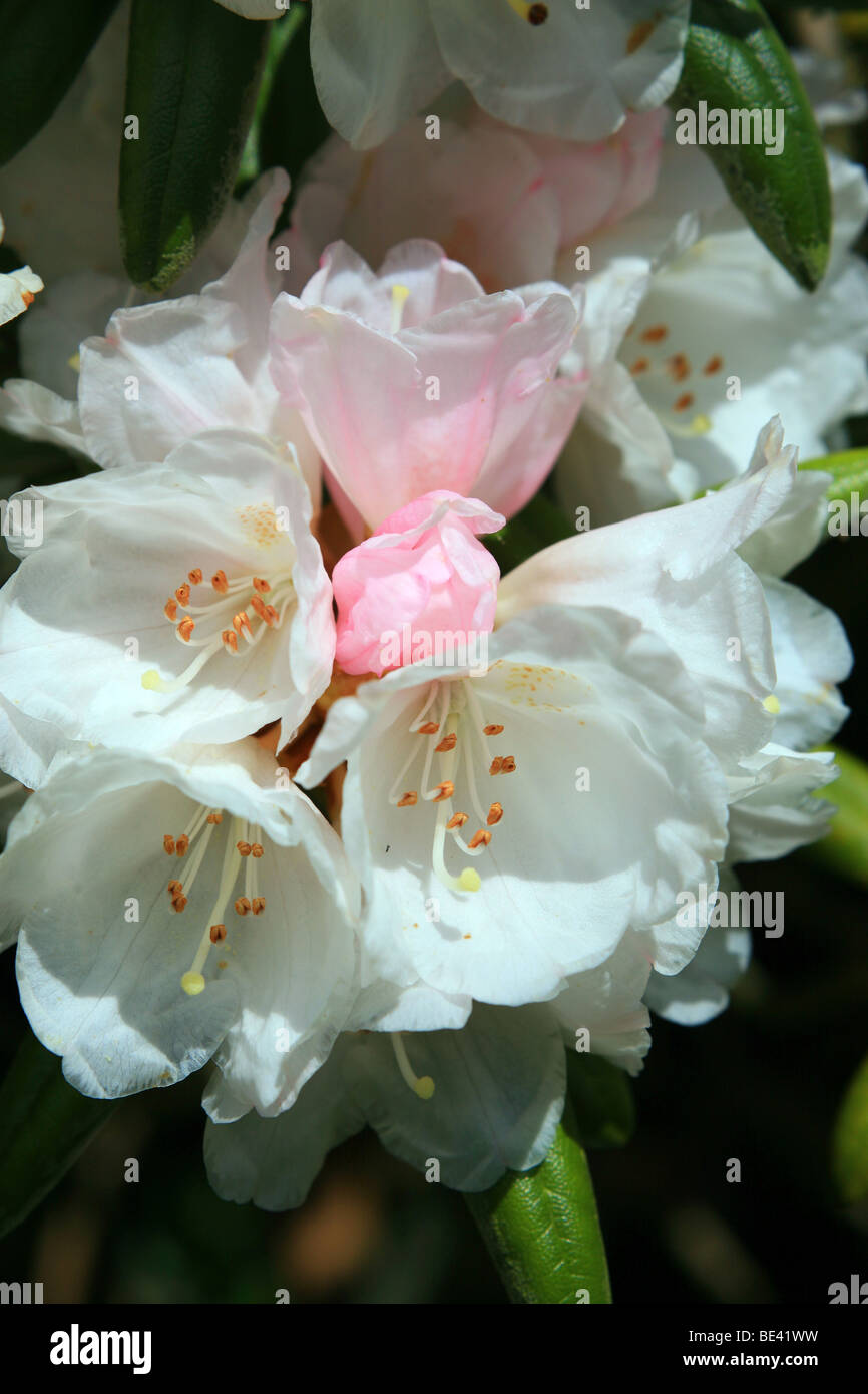 white Rhododendron flower Stock Photo