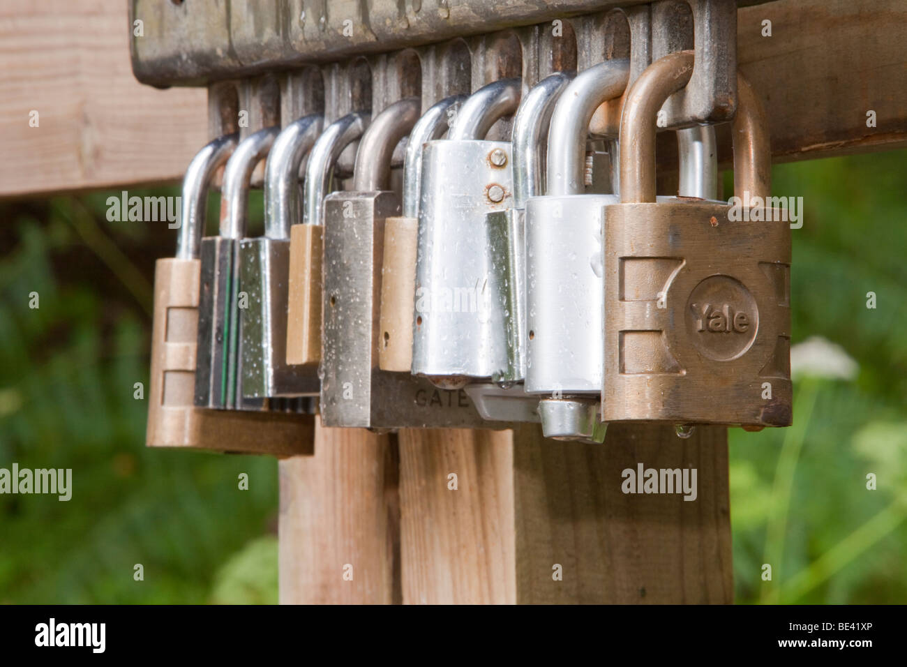 Multiple padlocks on a gate in Grizedale forest, Lake District, UK ...