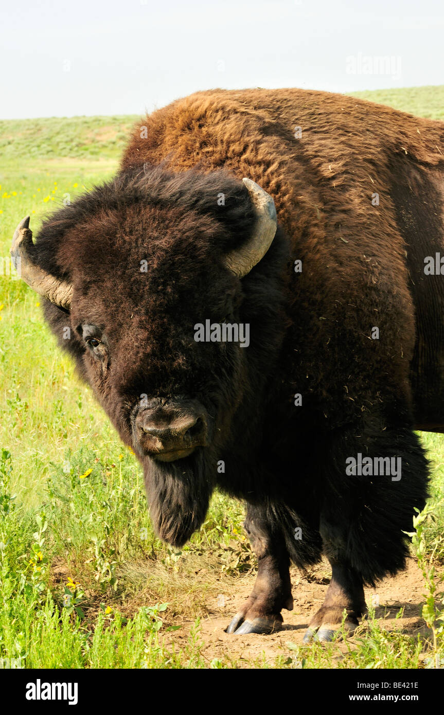 An adult male bison in southwestern Kansas Stock Photo Alamy