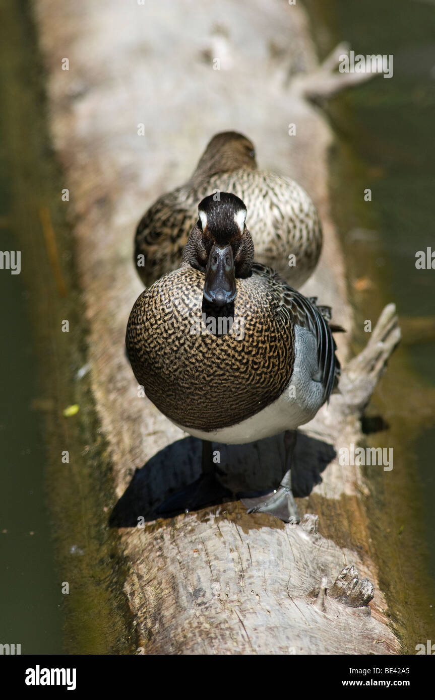 Anas querquedula marzaiola garganey knakente anatra duck bird uccelli Bayerische wald national park baviera Germany Stock Photo