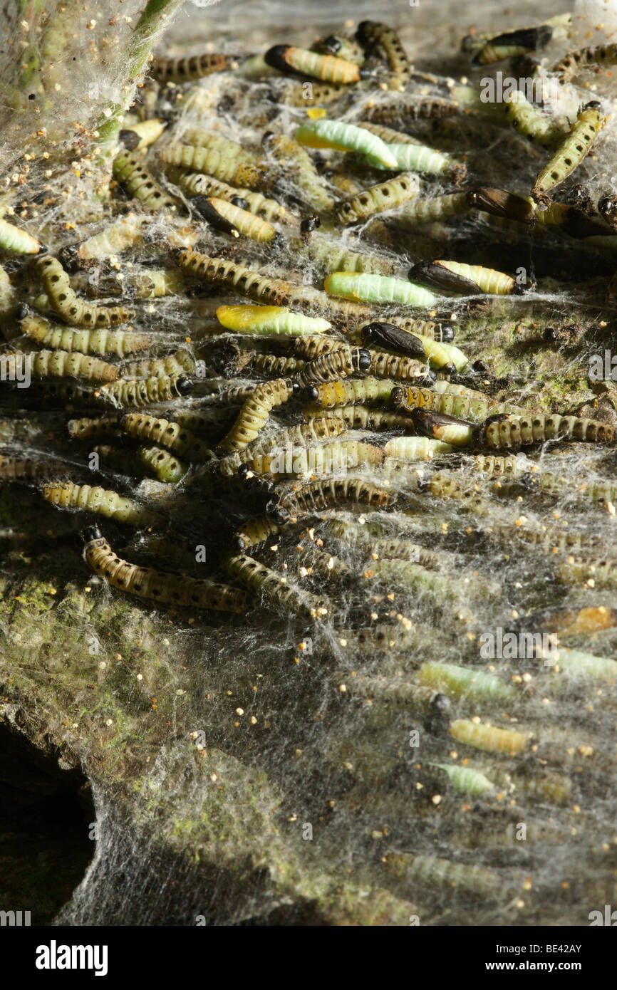 Spindle Ermine Yponomeuta cagnagella moth tree covered web by