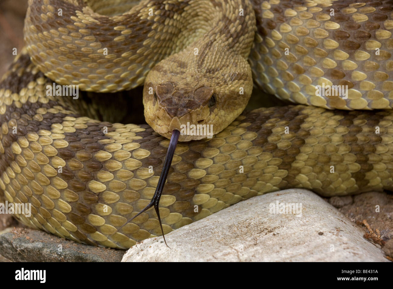 Black-tailed Rattlesnake (Crotalus molossus) - Chiricahua Mountains -Arizona - 'Smelling' or 'tasting' the air with its tongue Stock Photo
