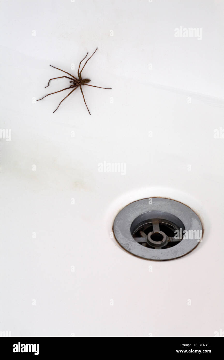 Spider in bath hires stock photography and images Alamy