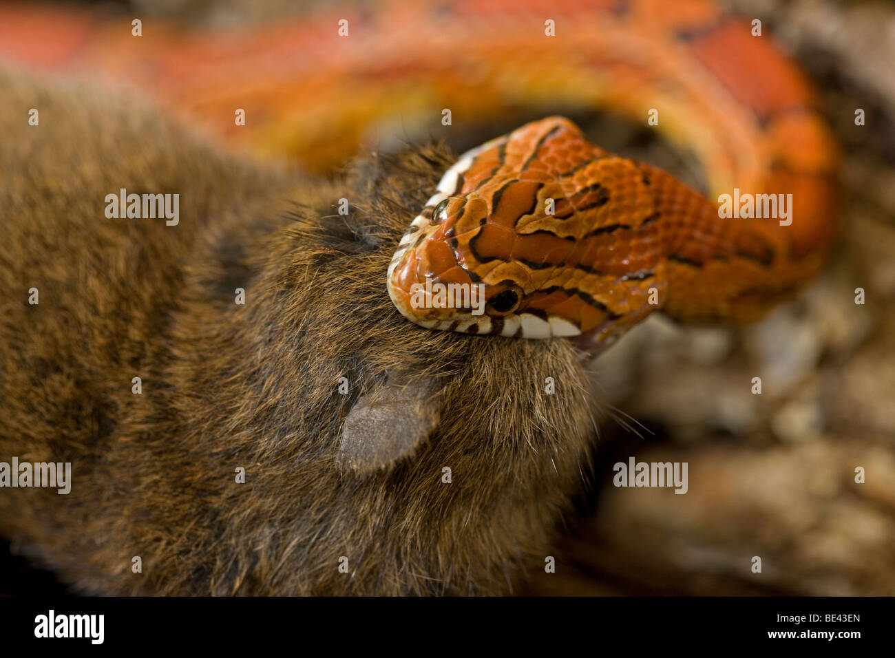Corn Snake Elaphe Guttata Guttata Eating Mouse Captive USA Stock corn-snake-elaphe-guttata-guttata-eating-mouse-captive-usa-stock