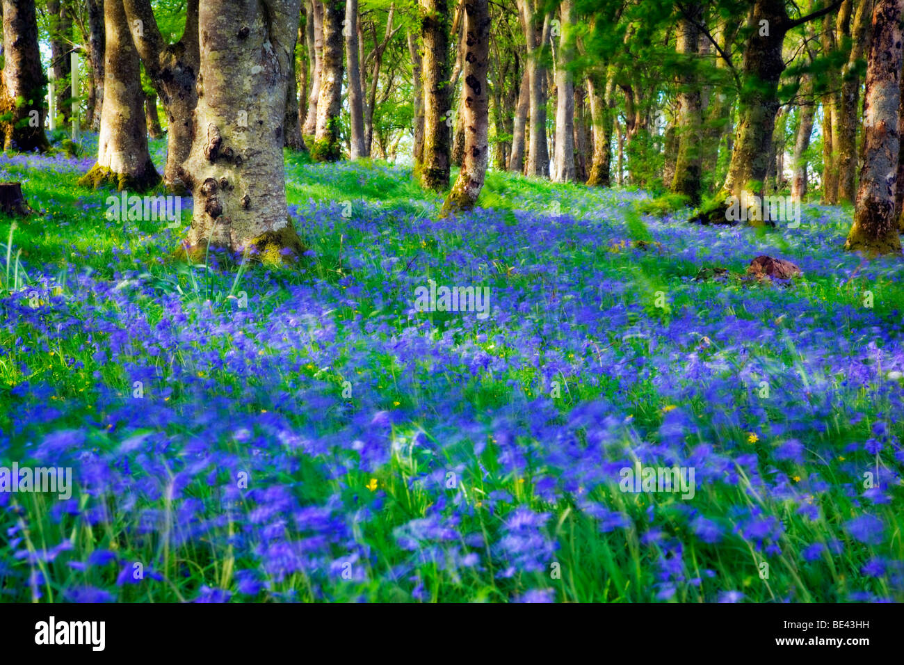 Impressionist view of bluebell woods on the Scottish island of Islay Stock Photo