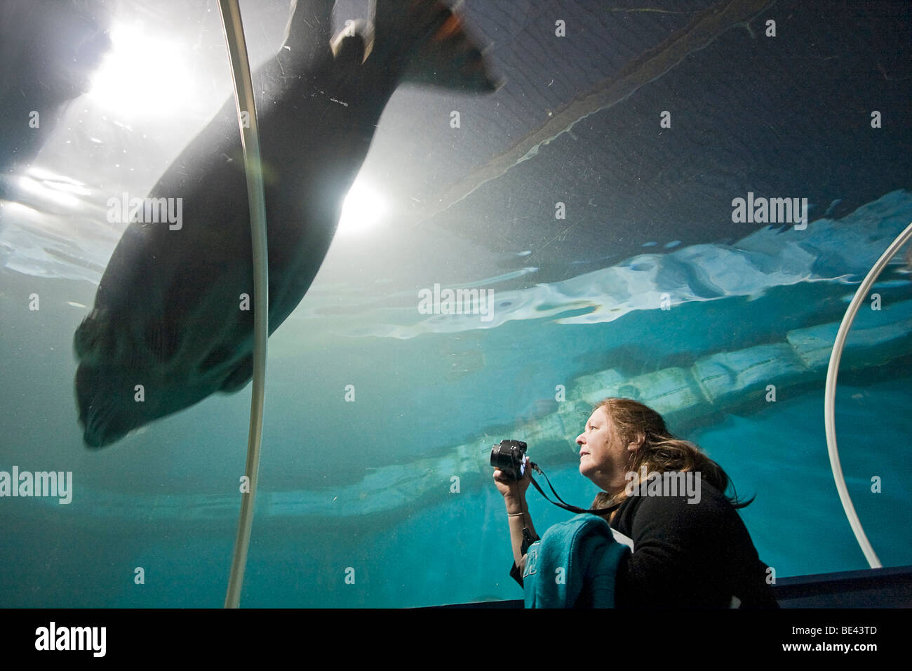 Woman watches seal through window of glass tunnel in The Polaria museum and aquarium in Tromso. Stock Photo