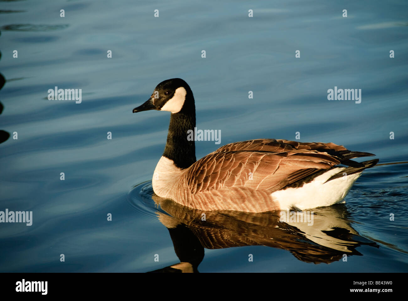 A goose swimming in the Serpentine Lake Hyde Park Stock Photo