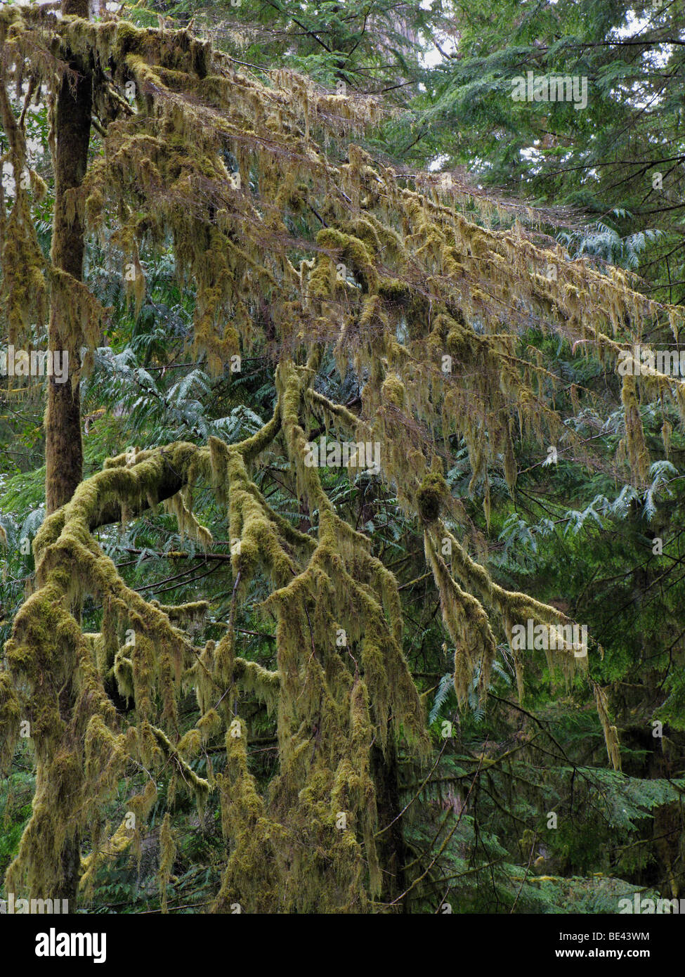 Moss on trees, Olympic National Park, Washington, USA 090907 x0446 Stock Photo