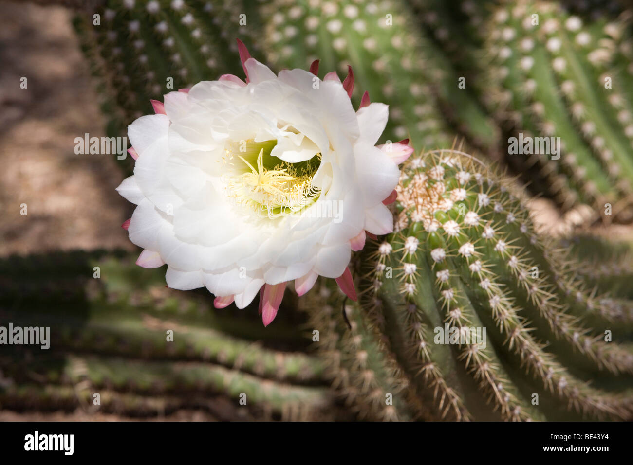 Blooming Cactus in Arizona Stock Photo Alamy
