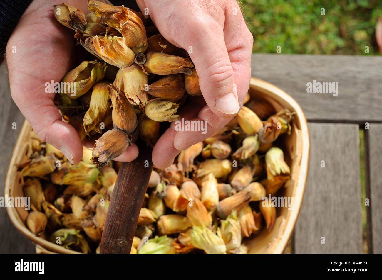 Harvesting Cobnuts (cultivated Hazelnut) in Kent and Sussex, UK Stock