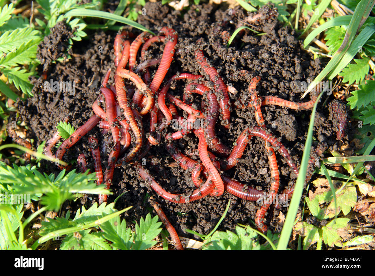 many red worms in dirt - bait for fishing Stock Photo