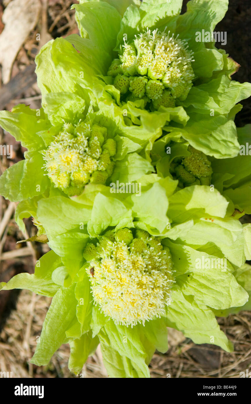 teine high resolution stock photography and images alamy