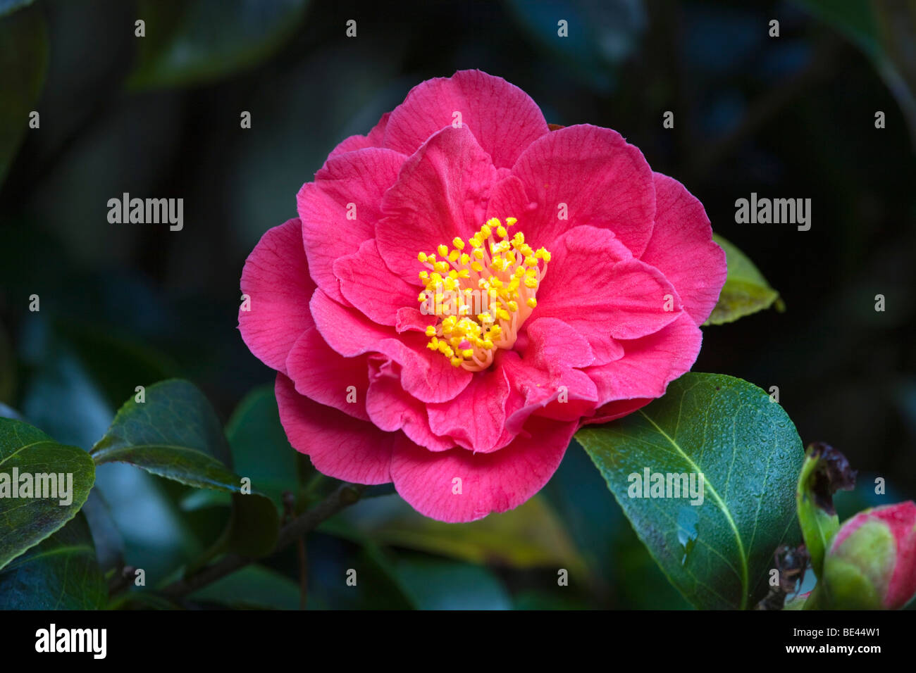 trebah garden; cornwall; camellia Stock Photo