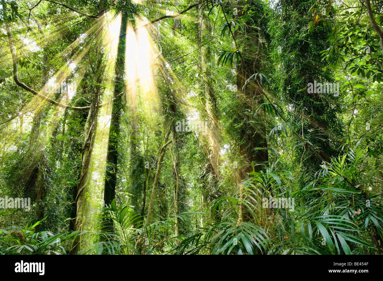sunlight in the beautiful dorrigo world heritage rainforest Stock Photo