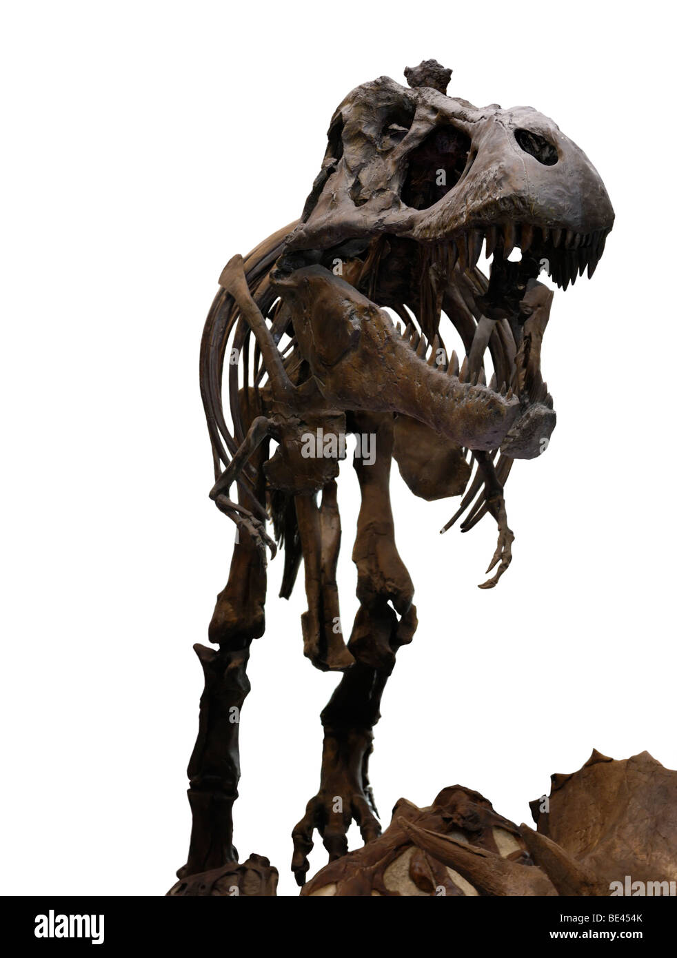 T-rex dinosaur running. Photorealistic 3d illustration side view. On white  background. Clipping path included Stock Photo - Alamy