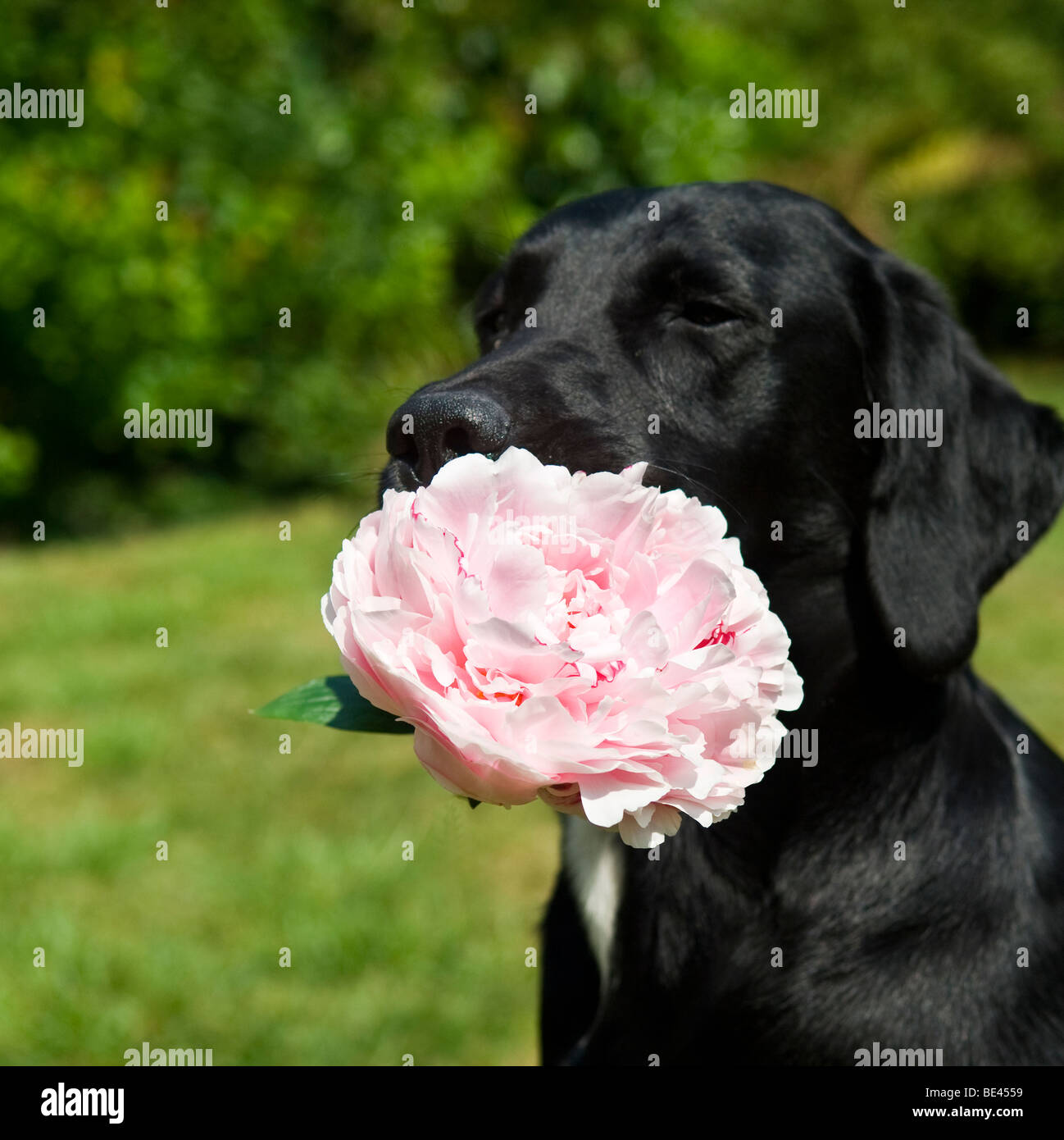 Black labrador cross dog with large pink peony in her mouth in a sunny garden Stock Photo