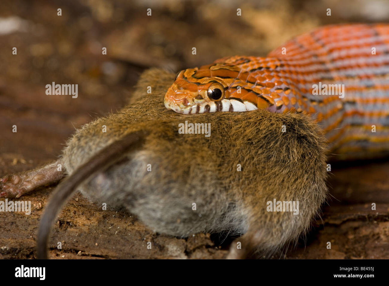 Corn Snake (Elaphe guttata guttata) Eating Mouse - Captive - USA Stock ...