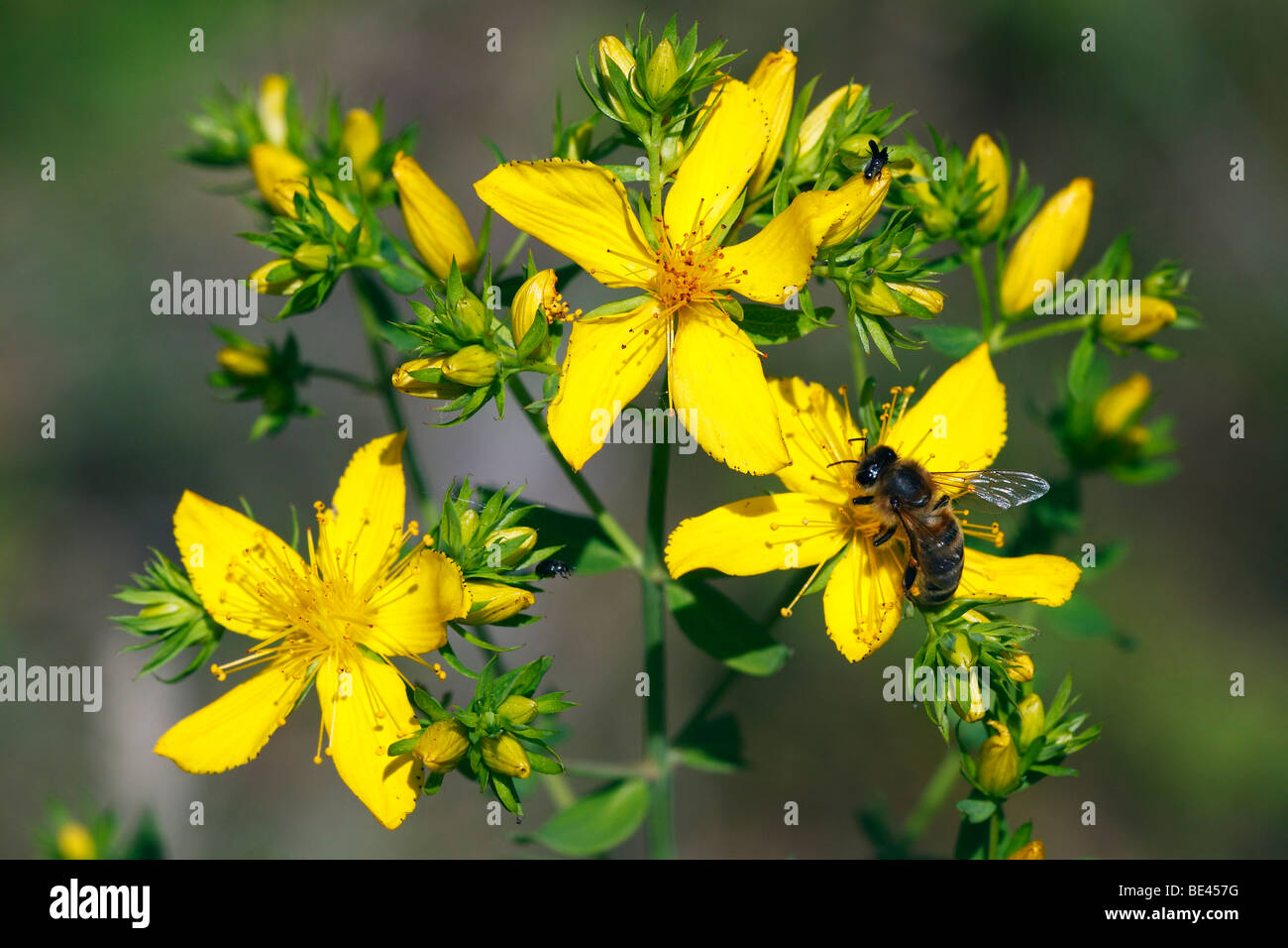 Flowering St John's wort, Tipton's Weed, Klamath Weed (Hypericum perforatum), medicinal plant, with honey bee (Apis mellifera) Stock Photo
