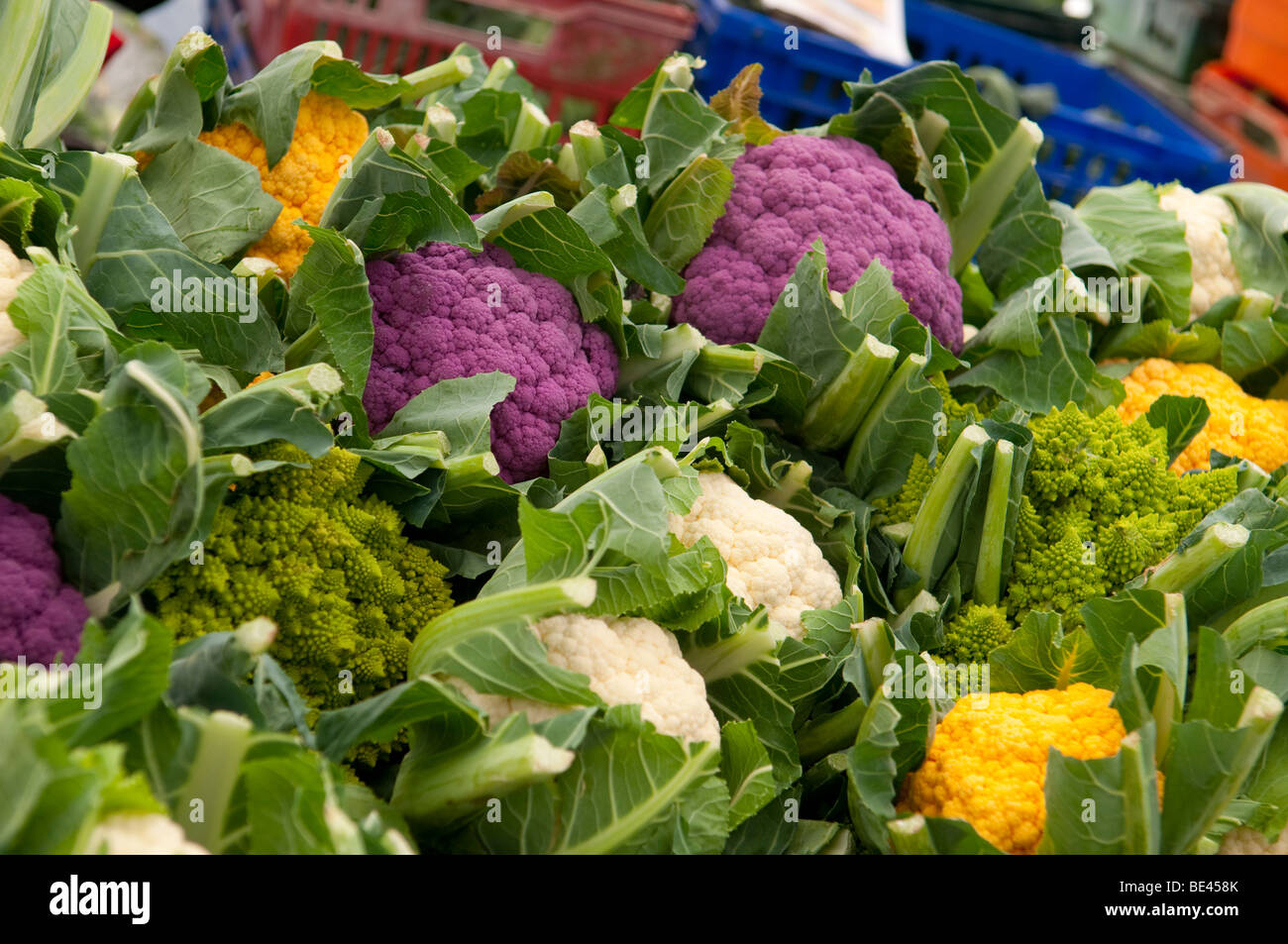 Cauliflowers on sale  at Ludlow Food Festival, Shropshire, England UK Stock Photo