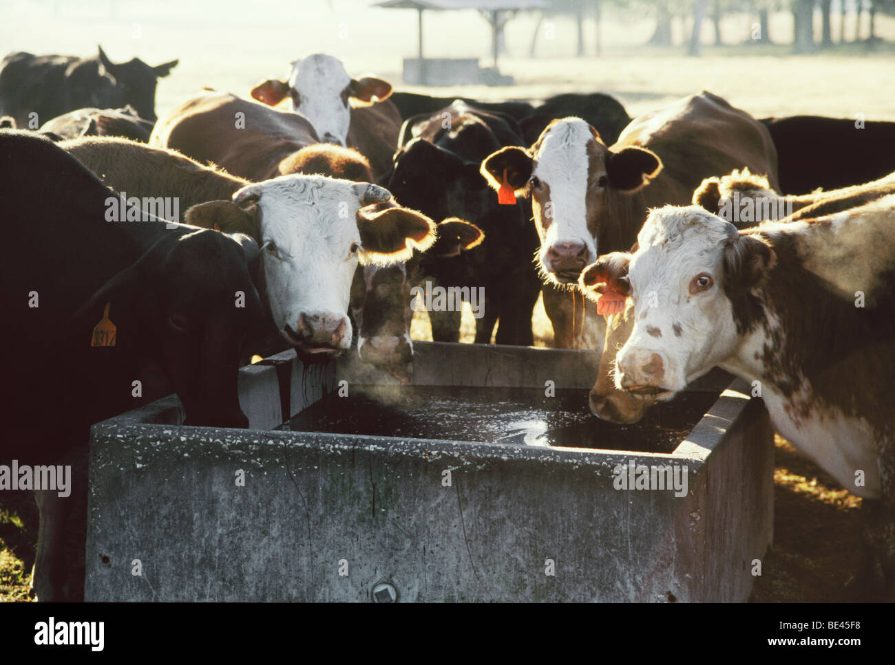 Cattle molasses trough hires stock photography and images Alamy