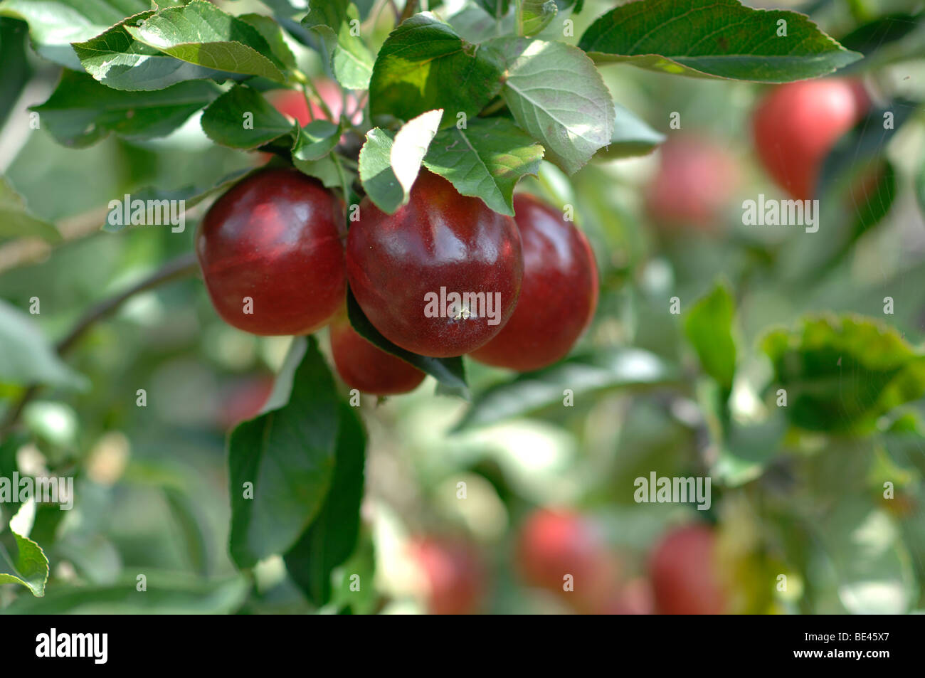 Apple orchard in Kent Stock Photo Alamy