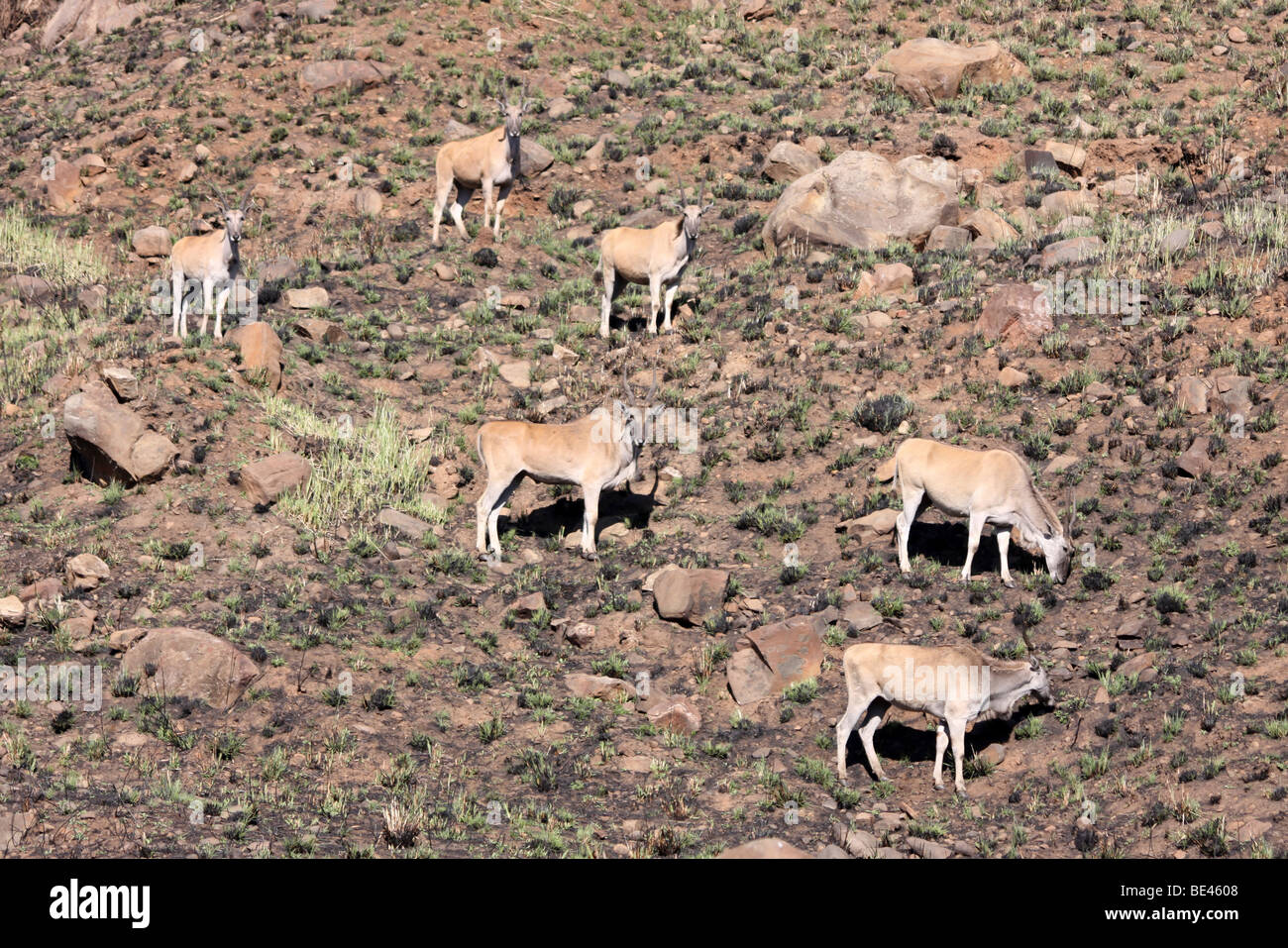 Herd Of Common Eland Taurotragus oryx In The Drakensberg Mountains, South Africa Stock Photo