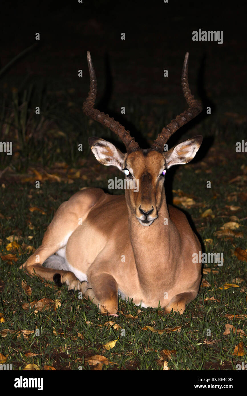 Camp Impala High Resolution Stock Photography and Images - Alamy