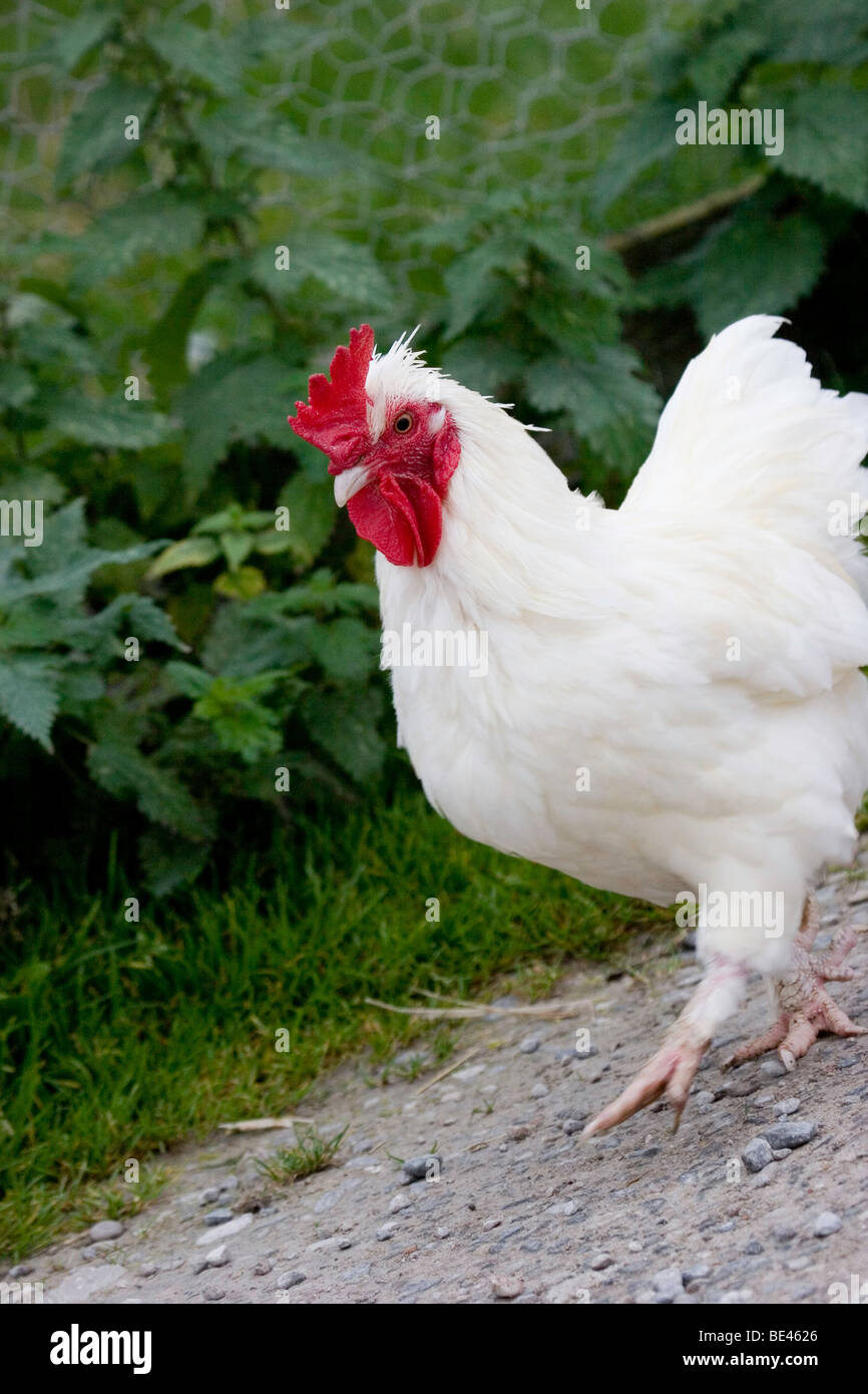 Chicken crown hi-res stock photography and images - Alamy