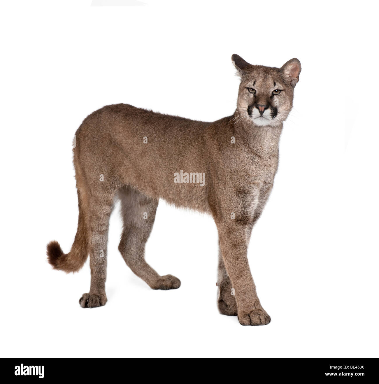 Puma cub, Puma concolor, 1 year old, standing against white background, studio shot Stock Photo