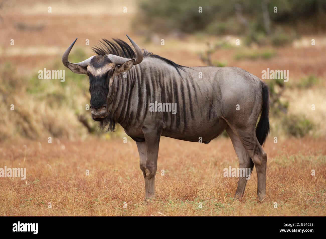 Blue wildebeest (Connochaetes taurinus), Tuli Block, Botswana Stock Photo