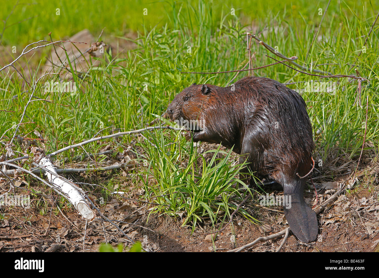 European Beaver (Castor fiber) pulling on a twig. Stock Photo